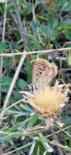 Common Blue