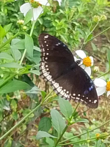 Great Eggfly