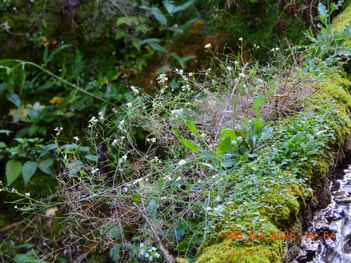 Arabidopsis arenosa, photograph 4