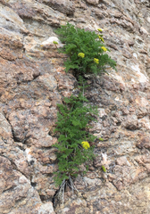 Lomatium grayi