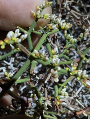 Eriogonum heermannii