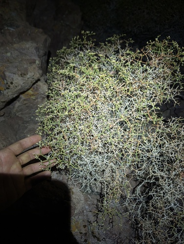 Eriogonum heermannii, photograph 2