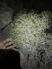 (c) Trevor Van Loon, some rights reserved (CC BY) Eriogonum heermannii, photograph (c) Trevor Van Loon, some rights reserved (CC BY)
