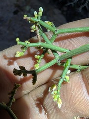 (c) Trevor Van Loon, some rights reserved (CC BY) Eriogonum heermannii, photograph (c) Trevor Van Loon, some rights reserved (CC BY)
