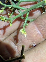 (c) Trevor Van Loon, some rights reserved (CC BY) Eriogonum heermannii, photograph (c) Trevor Van Loon, some rights reserved (CC BY)