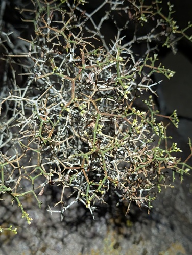 Eriogonum heermannii, photograph 5