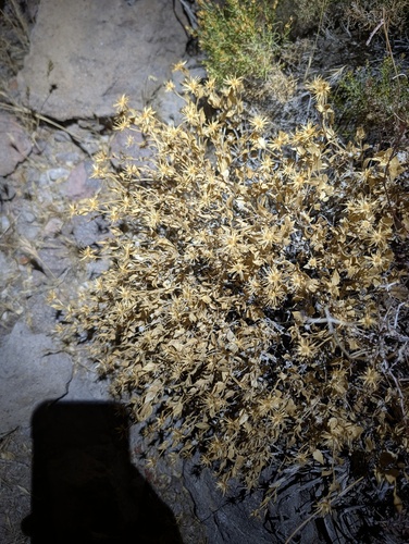 Brickellia atractyloides, photograph 1