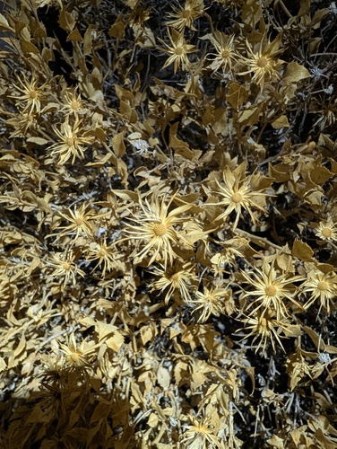 Brickellia atractyloides, photograph 3