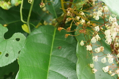 Sterculia monosperma