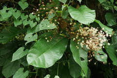 Sterculia monosperma