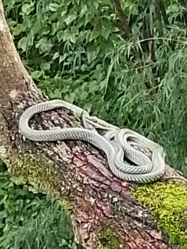 Golden Tree Snake