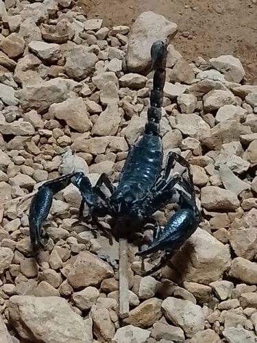 Heterometrus laevigatus
