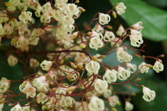 Sterculia monosperma