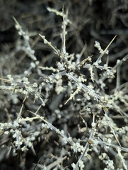 Grayia spinosa, photograph (c) Trevor Van Loon, some rights reserved (CC BY)