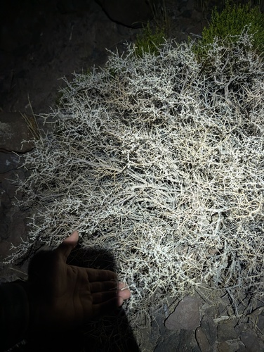 Grayia spinosa