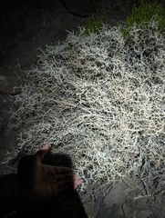 Grayia spinosa, photograph (c) Trevor Van Loon, some rights reserved (CC BY)