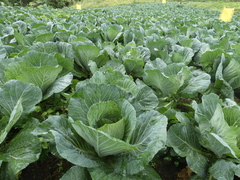 Brassica oleracea capitata