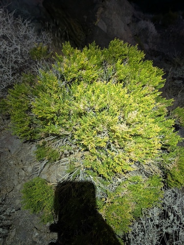 Ericameria teretifolia
