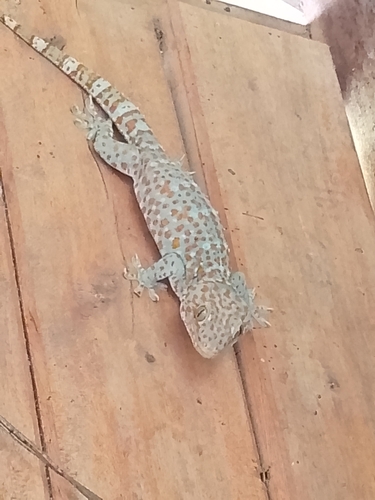 Tokay Gecko