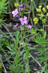 Hesperis pycnotricha
