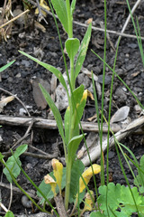 Hesperis pycnotricha