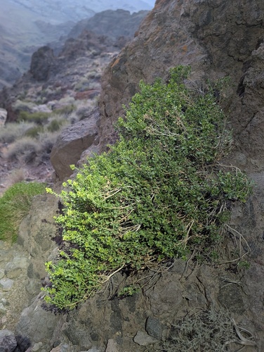 Ericameria cuneata, photograph 6
