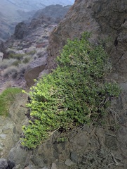 Ericameria cuneata, photograph (c) Trevor Van Loon, some rights reserved (CC BY)