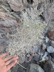 Stephanomeria pauciflora, photograph (c) Trevor Van Loon, some rights reserved (CC BY)