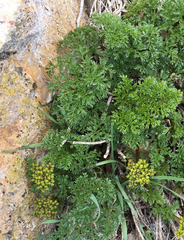 Lomatium grayi