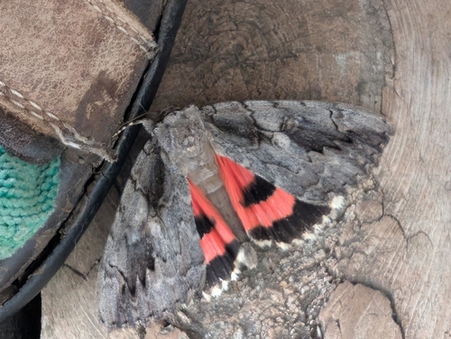 Sweetheart Underwing