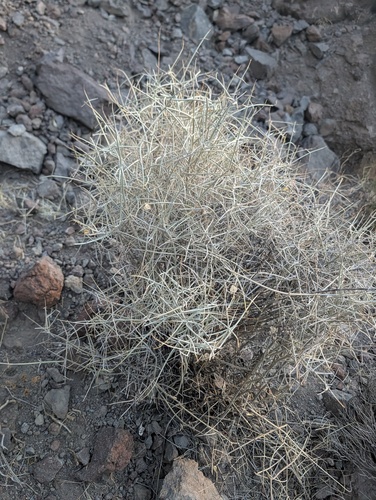 Scutellaria mexicana, photograph 6