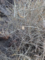 (c) Trevor Van Loon, some rights reserved (CC BY) Scutellaria mexicana, photograph (c) Trevor Van Loon, some rights reserved (CC BY)