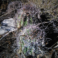 Echinopsis leucantha