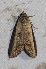 Lophoptera