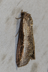 Lophoptera