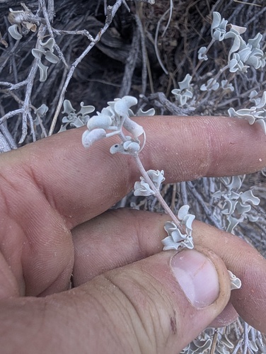 Salvia dorrii, photograph 4