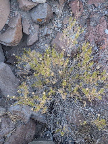 Ericameria linearifolia, 2026-09-07