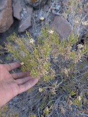 Ericameria linearifolia, photograph (c) Trevor Van Loon, some rights reserved (CC BY)