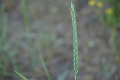 Agropyron desertorum