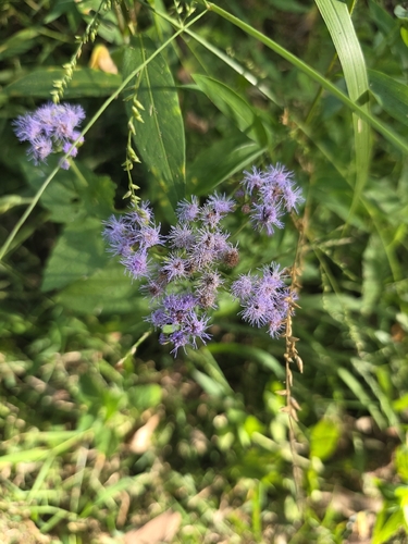 blue mistflower