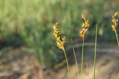 Carex colchica
