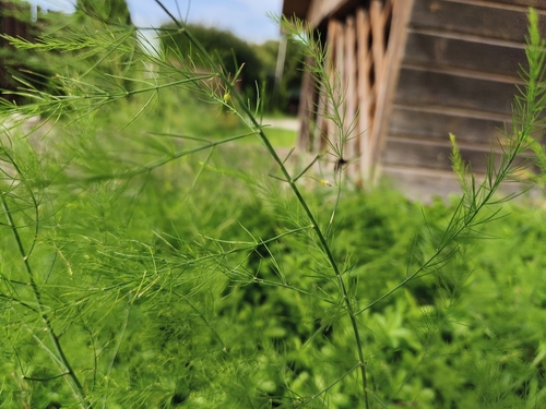 wild asparagus