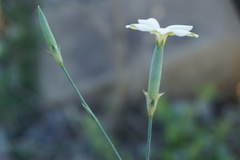 Dianthus lanceolatus