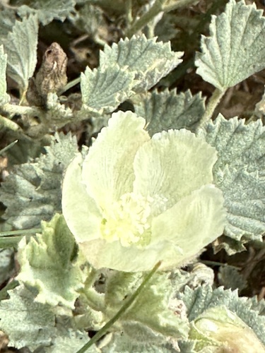 Malvella leprosa, photograph 5