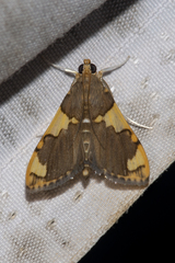 Rehimena