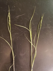 Liliopsida