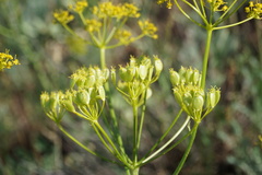 Pastinaca clausii