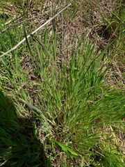 Liliopsida