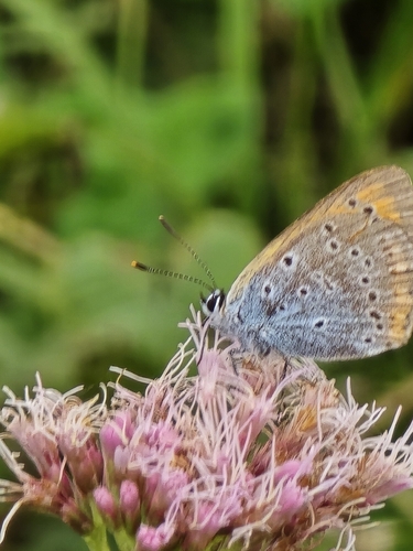 Large Copper