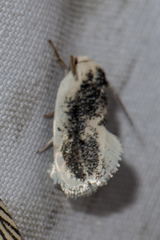 Ptochoryctis chalazopa